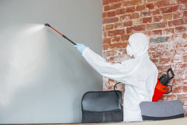 Reliable Corinth, MS Mold Removal Solutions