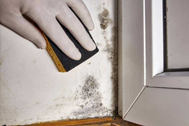 Best Water Damage & Mold Remediation  in Corinth, MS